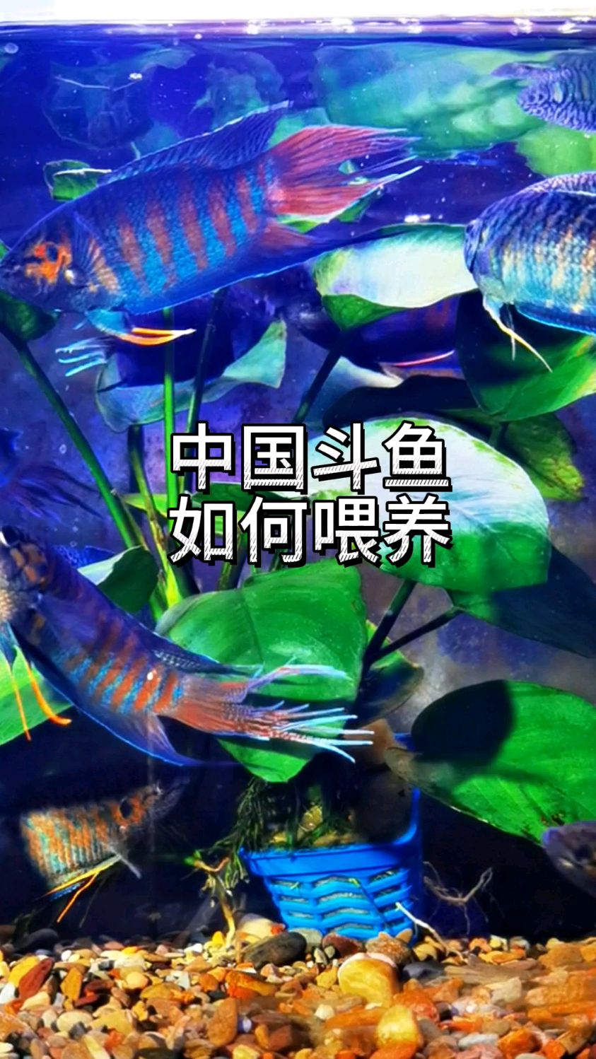 斗鱼如何喂养,平时喂多少?