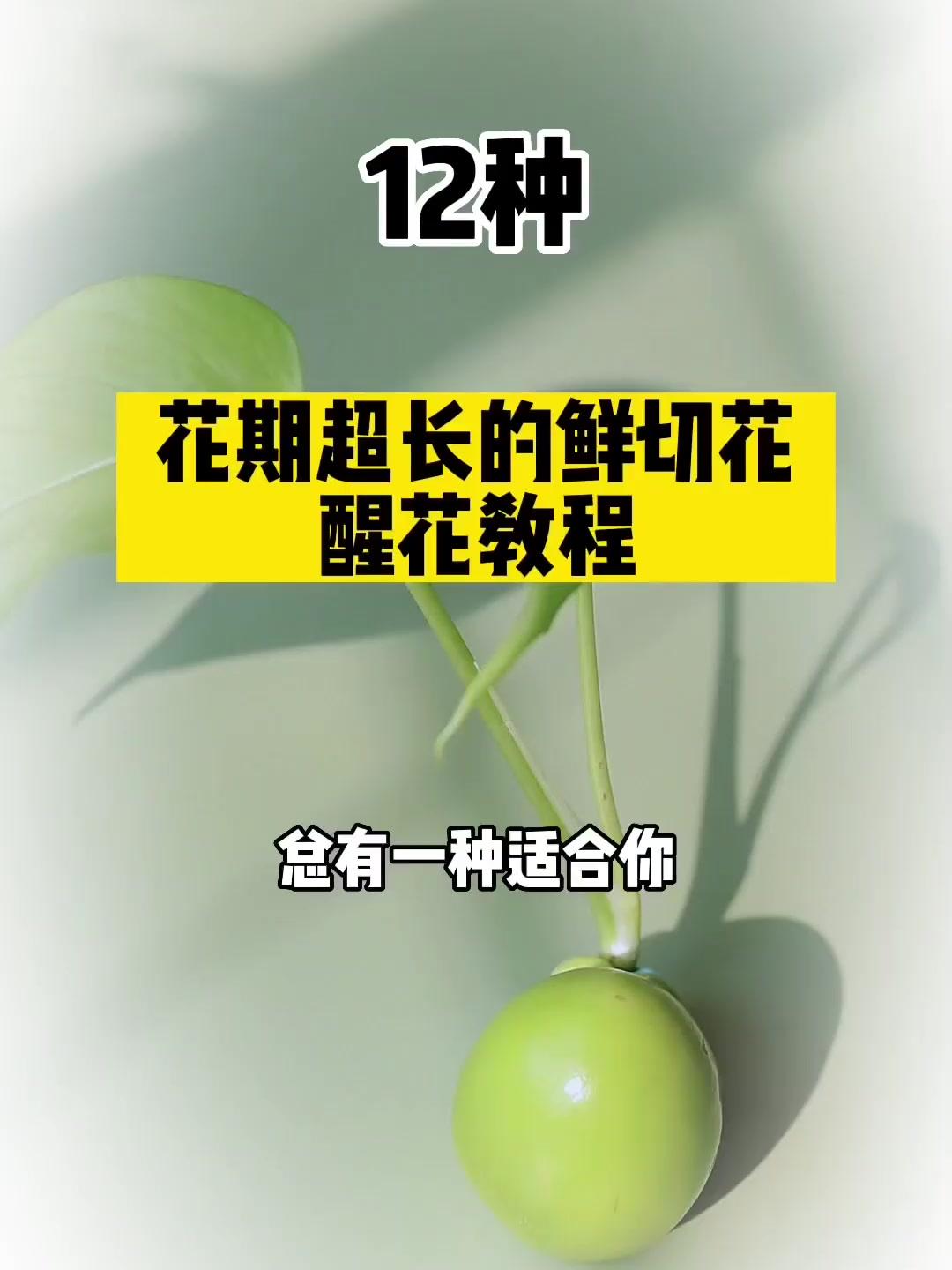 分享12种花期超长的鲜切花醒花教程,总有一种适合你