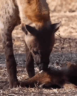 非洲鬣狗吃牛眼球，有这么多水的吗？