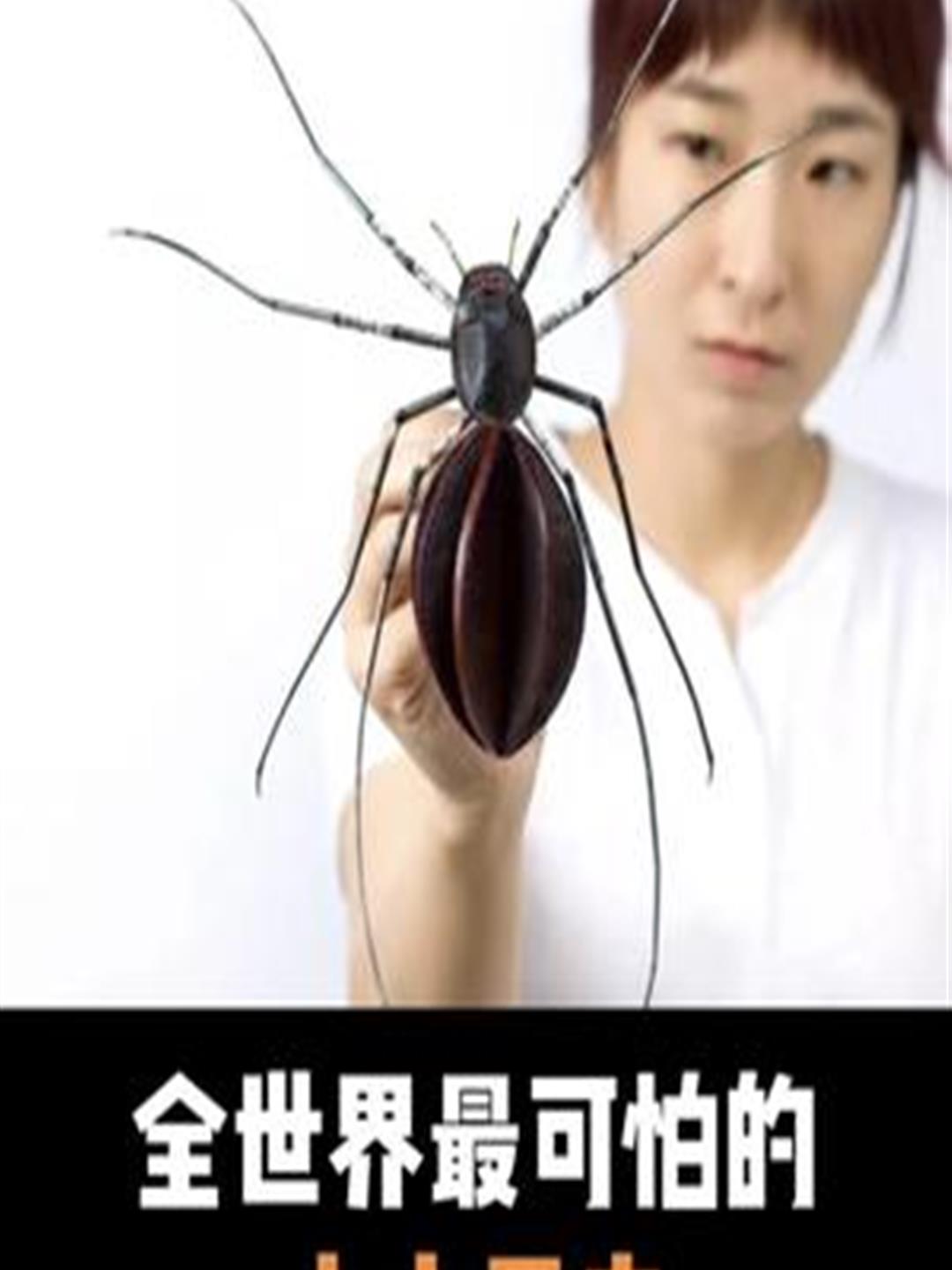 全世界最可怕的十大昆虫你知道是哪些吗?