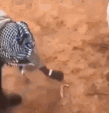 印度阿三哥，强行给骆驼喂一条蛇，能消化吗...（GIF）_我想网