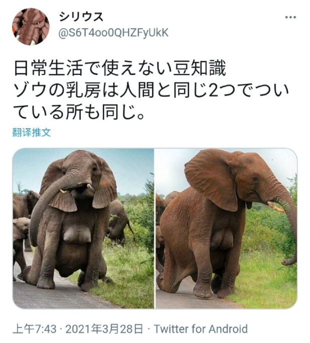 【冷知识】大象和人一样，也有两个乳房，而且外扩？（GIF）_我想网