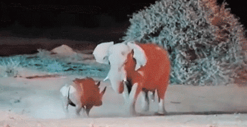 爆笑动物GIF：大象象牙，插进了犀牛肚子...（GIF）_我想网