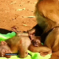老猴子趁小母猴睡觉交配，招人烦（动物世界GIF）（GIF）_我想网