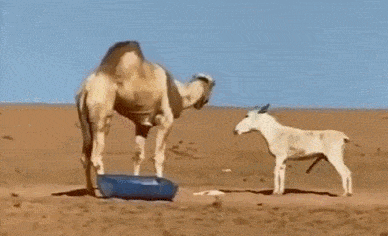 那马户看上了母骆驼，被咬断了脊柱，当场阳痿了