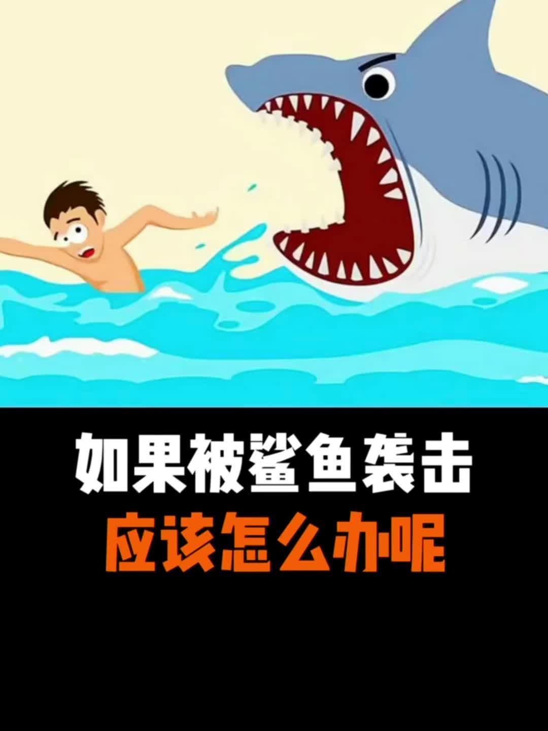 如果你游泳时被鲨鱼袭击应该怎么办呢