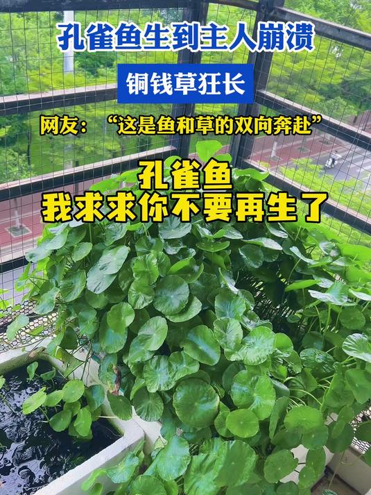 孔雀鱼生到主人崩溃,铜钱草狂长