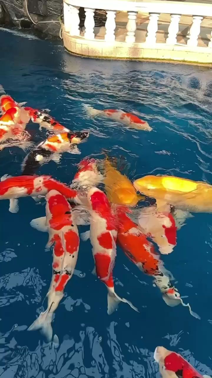 一池子精品锦鲤,鱼池蓝色很牛