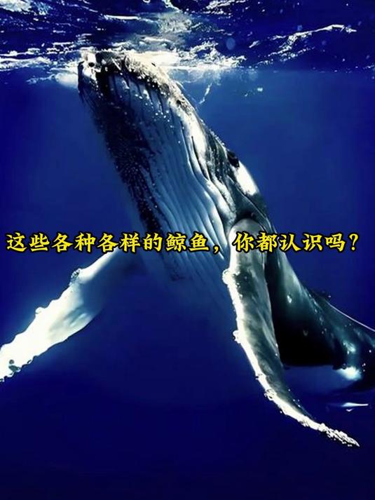 这些各种各样的鲸鱼，你都认识吗？