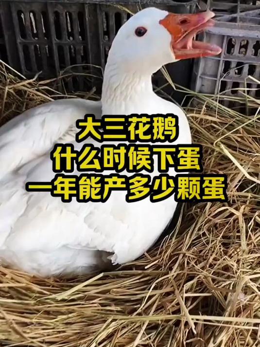 大三花鹅啥时候下蛋？一年能产几颗？养鹅人必知！