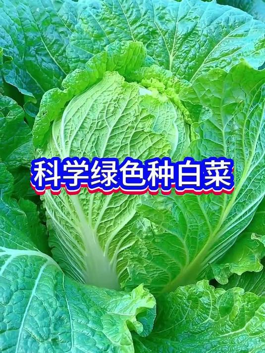 白菜的种植小技巧