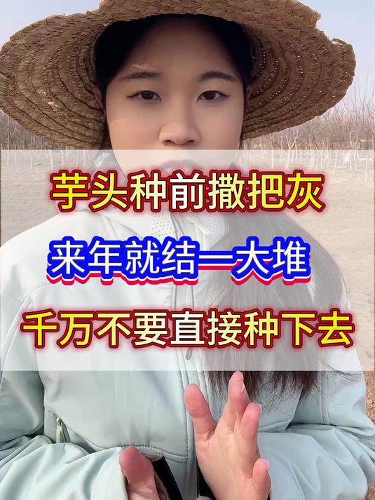 芋头种前撒把灰，来年就结一大堆。芋头千万不要直接种下去！
