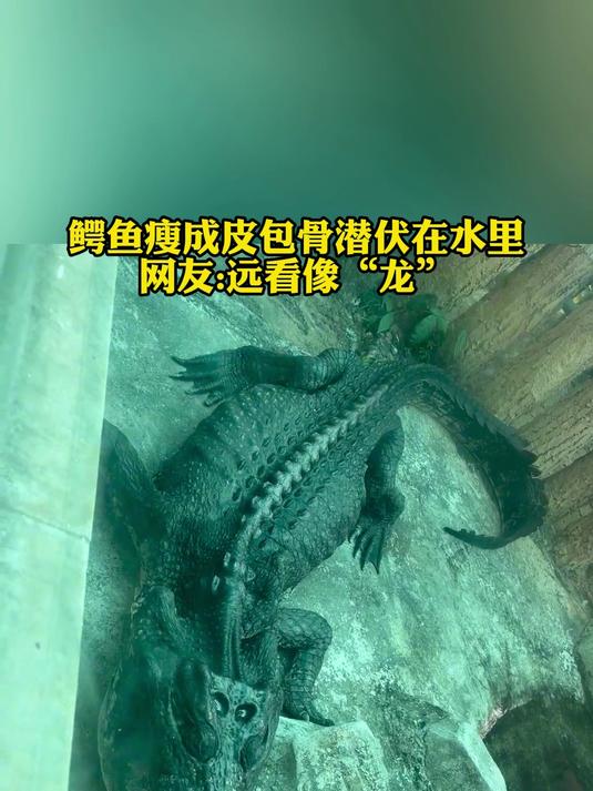 鳄鱼瘦成皮包骨潜伏在水里,远看像“龙”一样