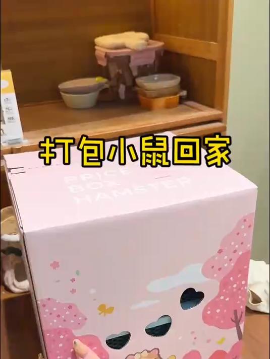 送鸽灰小鼠回家喽～#仓鼠##金丝熊#