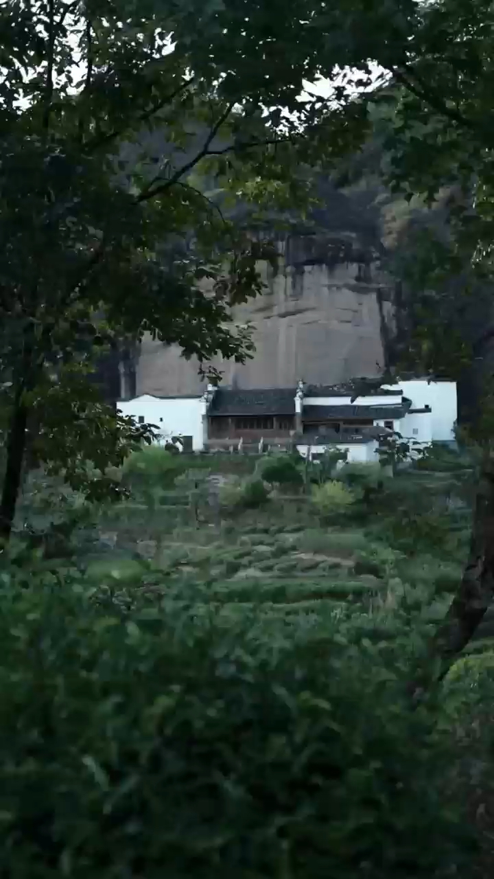 武夷山马头岩肉桂