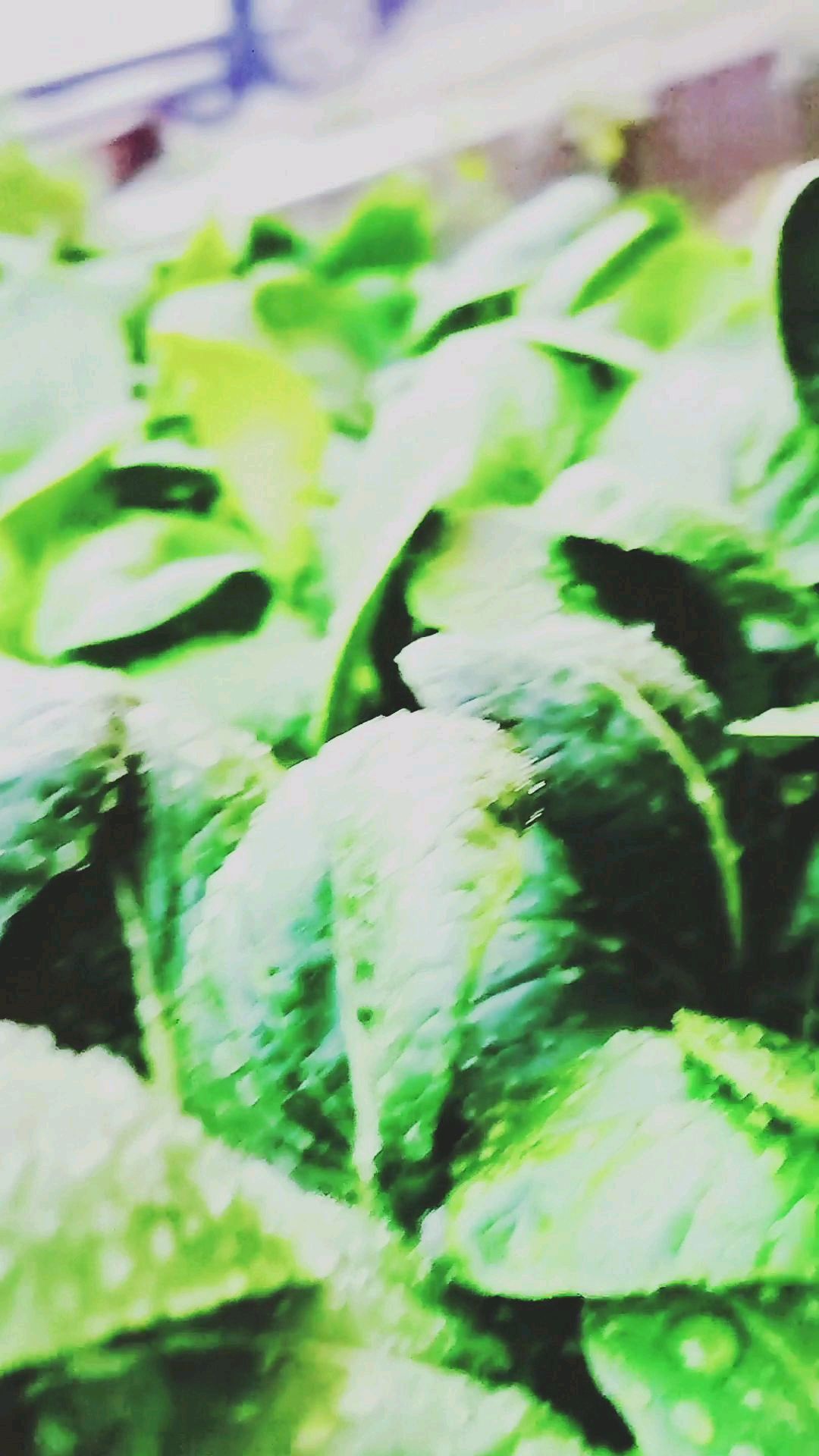 雨中的小菜园,格外美丽!