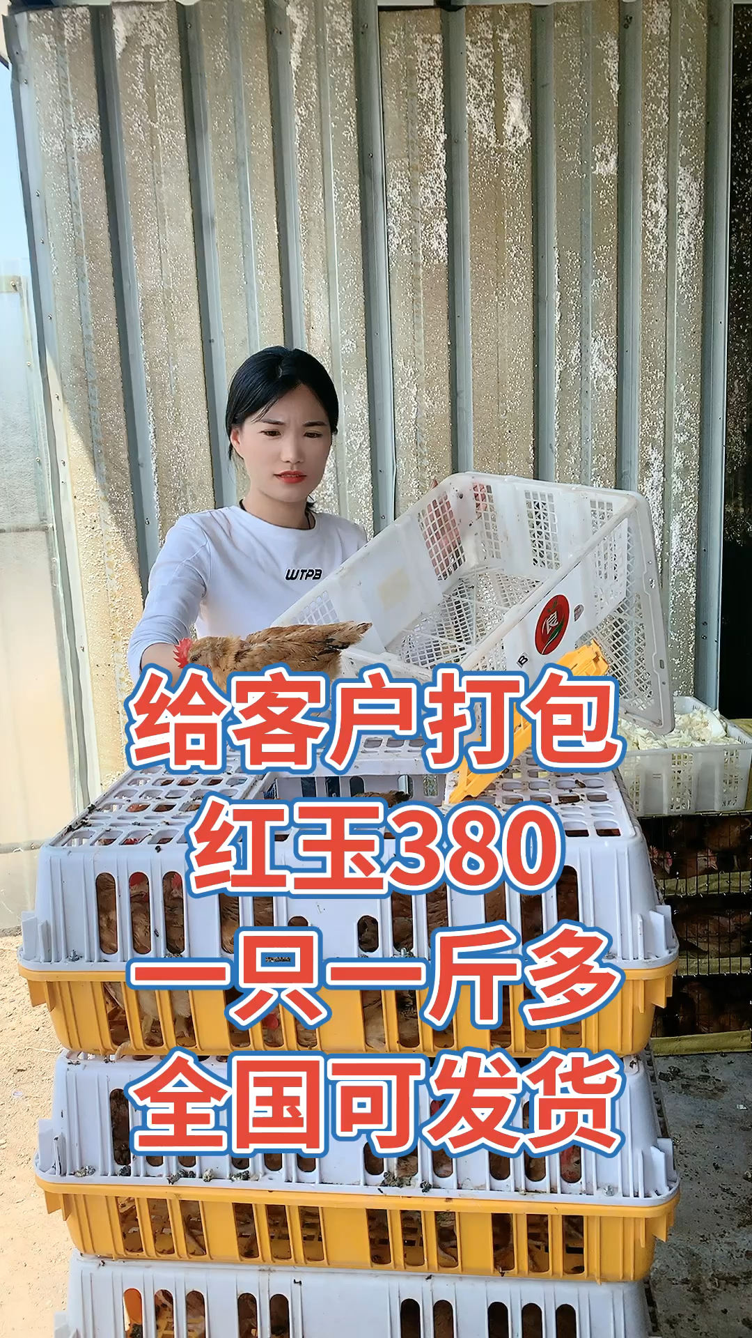 红玉380大红公鸡苗成年能涨十多斤,母鸡产蛋量公鸡高肉质鲜美