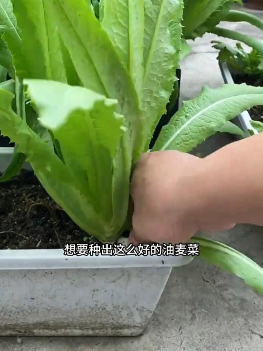 油麦菜脆嫩爽口,现在正是种植季,掰着叶子多茬采收!