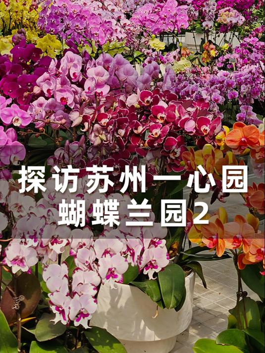 带你云逛蝴蝶兰,这些品种你都认识吗?