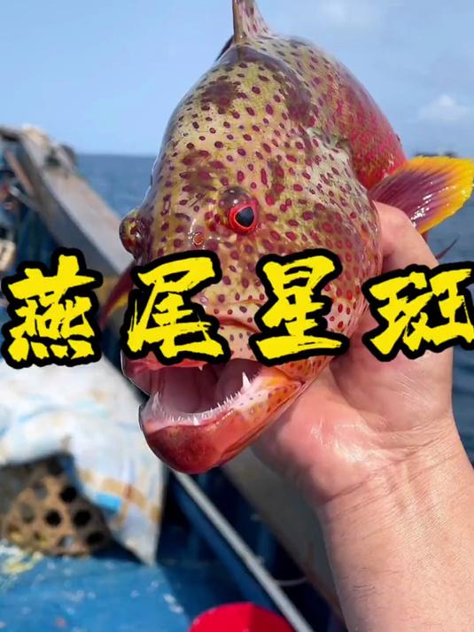 燕尾星斑不仅颜值漂亮,肉质也甩东星斑几条街