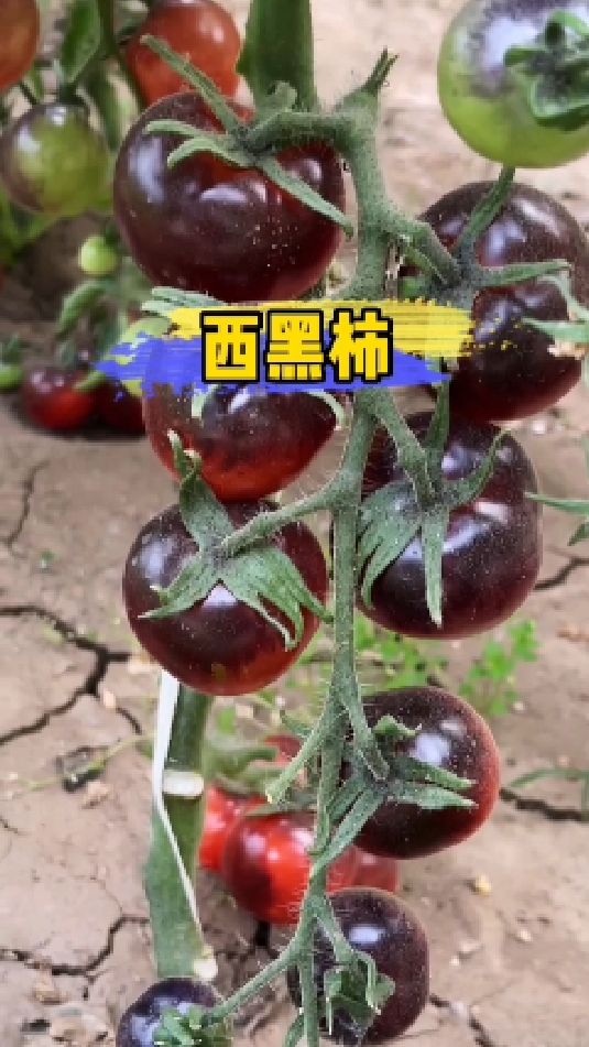 他是番茄中的黑宝石,又名西黑柿,酸甜又多汁