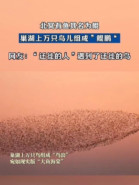 北冥有鱼其名为鲲,巢湖上万只鸟儿组成“鲲鹏”
