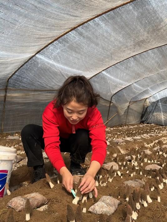 简单又方便的素炒羊肚菌风味独特营养又美味