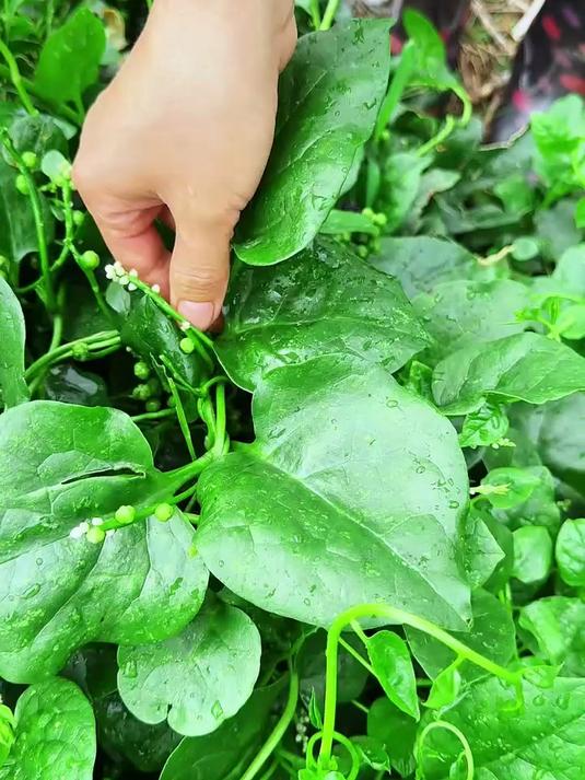 在古代相当受欢迎的一种野菜，它就是木耳菜，又名潺菜、胭脂菜