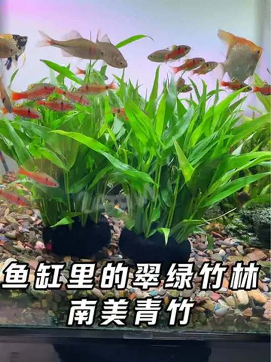 南美青竹水草:好养易活,扔缸就长,美爆鱼缸!