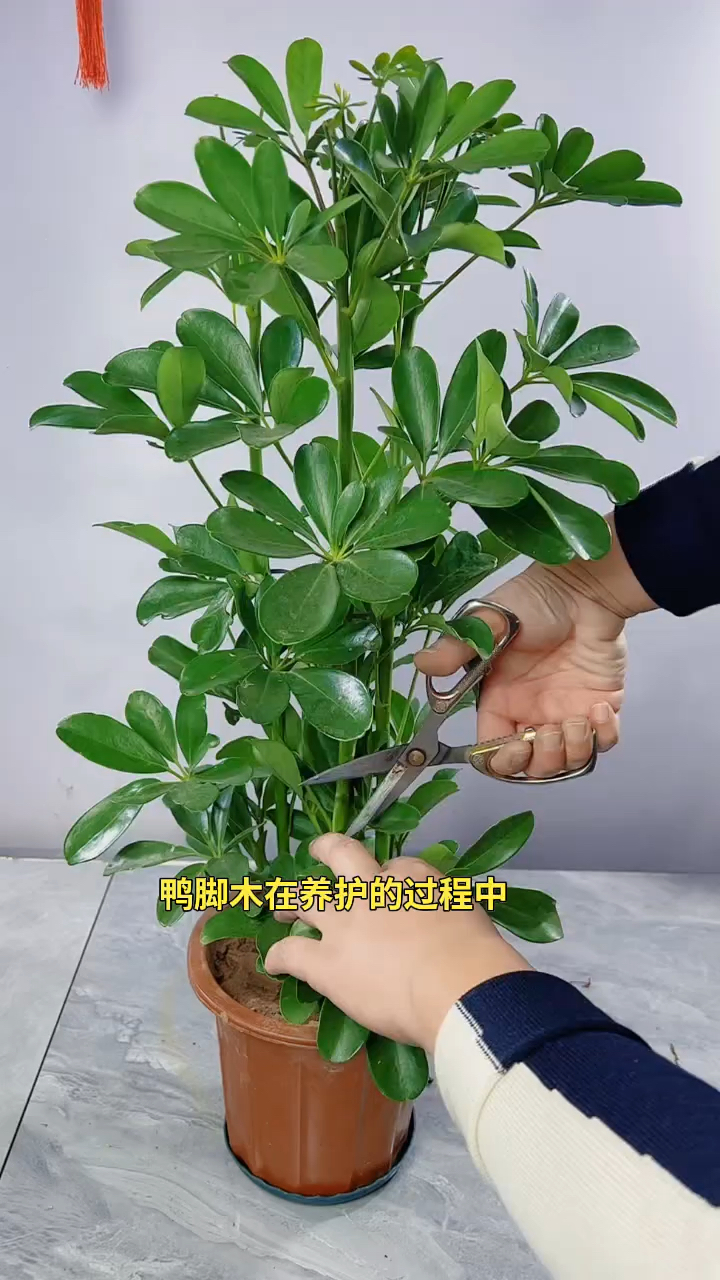 鸭脚木在生长过程要经常修剪