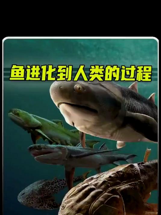 鱼进化到人类的过程，整个过程大约需要5亿年左右