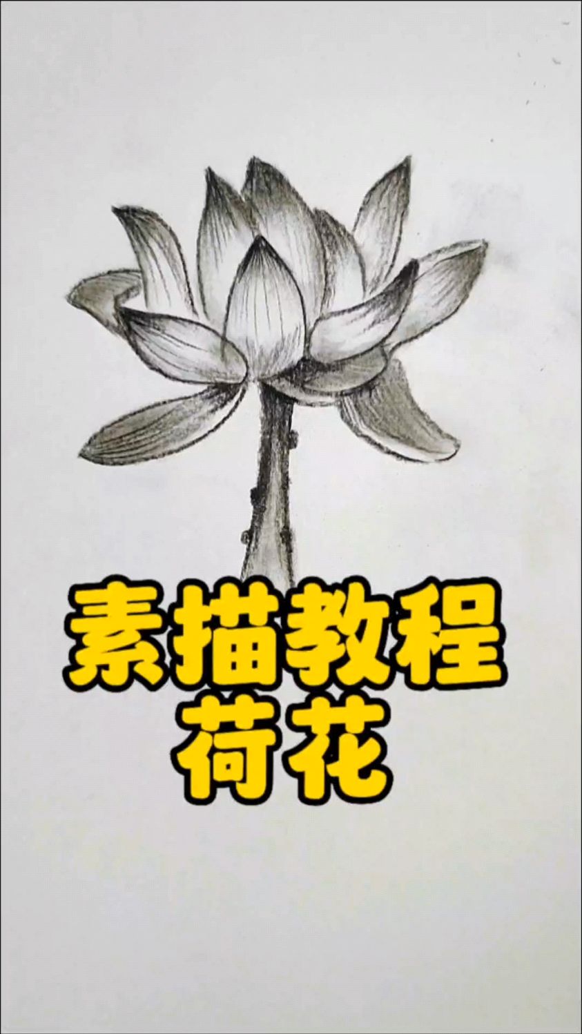 素描教程|荷花怎么画
