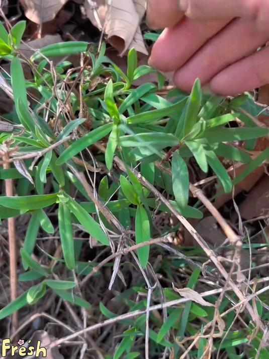 又到了吃山苜楂的时候了,山东大山里的春季限定,没尝过的朋友赶紧试试!#春日限定味##春季野