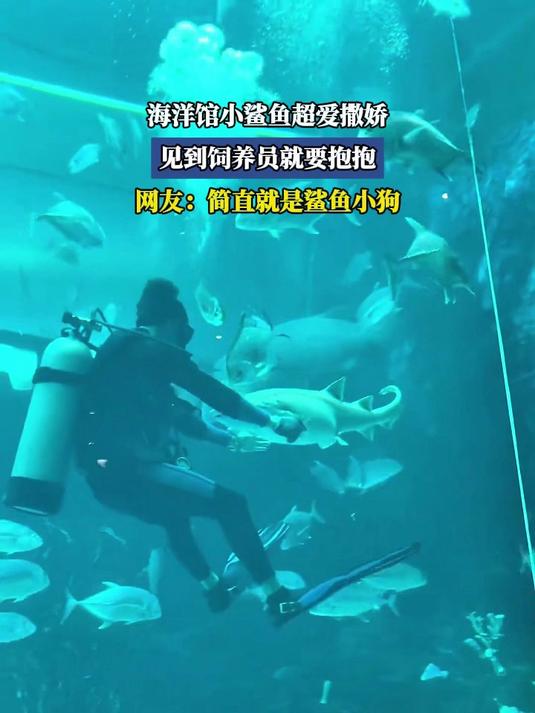 海洋馆小鲨鱼超爱撒娇,见到饲养员就要抱抱,简直就是鲨鱼小狗