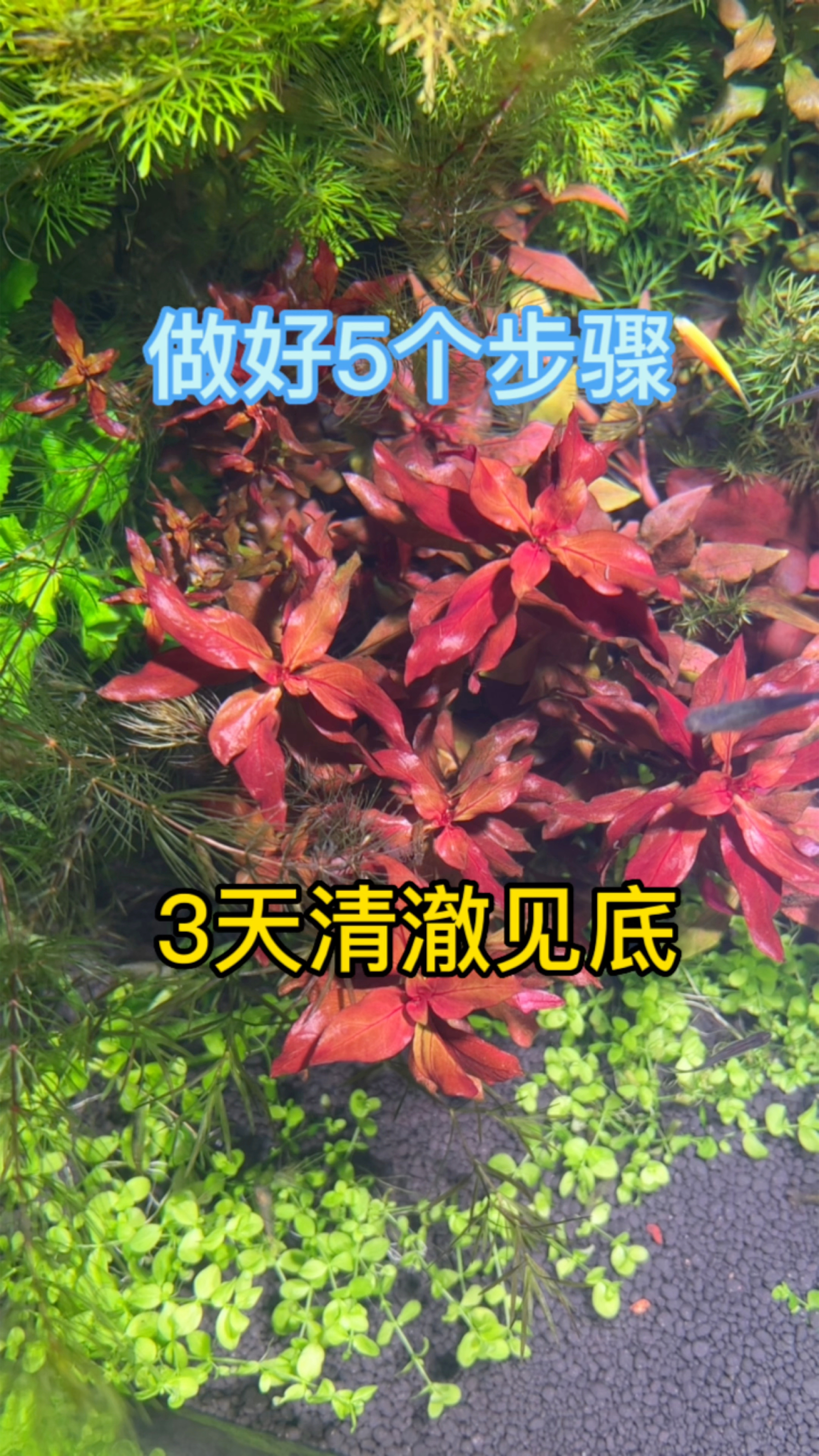 鱼缸浑浊怎么办,5个步骤,3天清澈见底