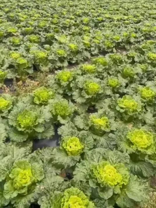 贵州高山青口白菜露天种 饱满脆甜 做菜超美味