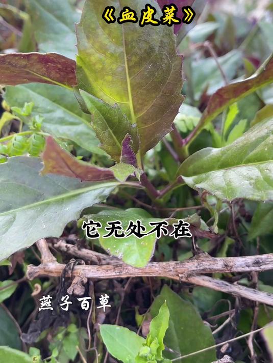 它无处不在，它就是血皮菜，您知道它的价值吗