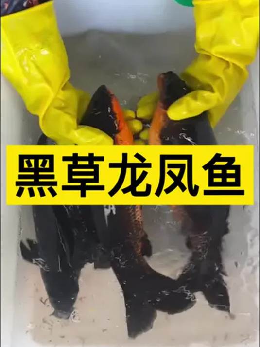 养冷水观赏鱼:黑草龙凤鱼,独特魅力等你赏