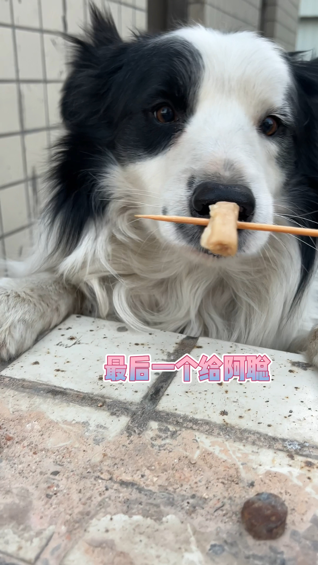 给狗子带了好吃的鱼卷
