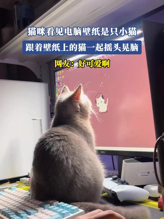 猫咪看见电脑壁纸是只小猫,跟着壁纸上的猫一起摇头晃脑