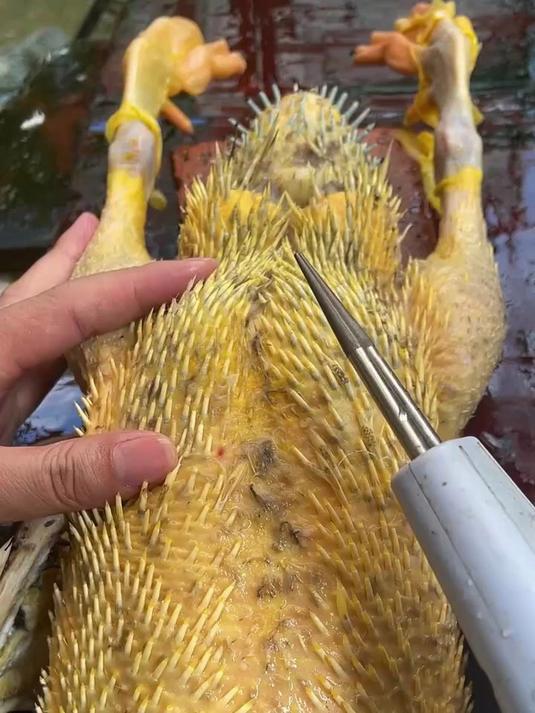 电动家禽拔毛器,拔鸭毛鹅毛鸡毛方便又省力,防水耐用一体