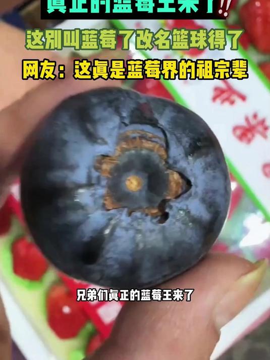 真正的蓝莓王来了