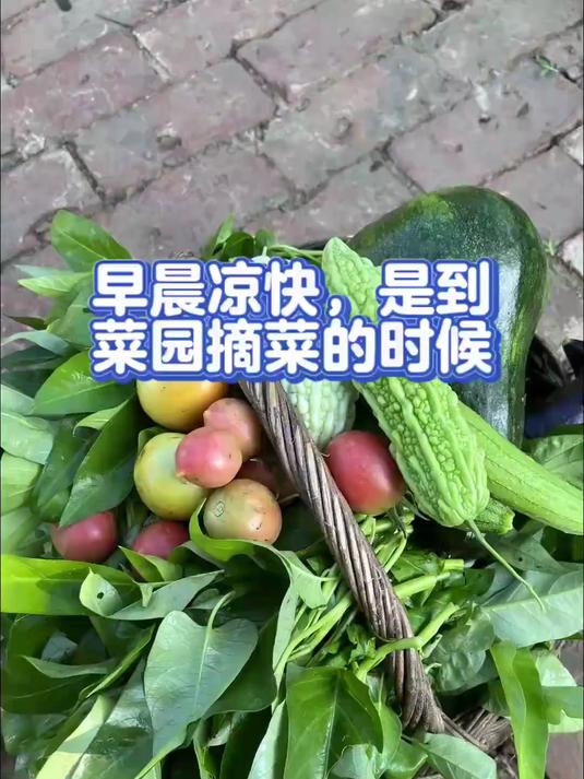 早晨凉快,是到菜园摘菜的时候