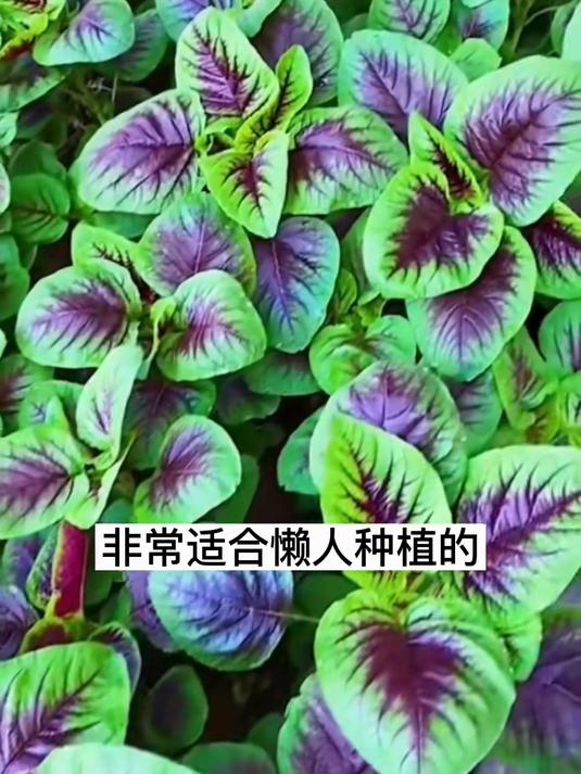 红苋菜种子耐贫瘠,紫红叶富含铁元素,孕妇孩子多吃好