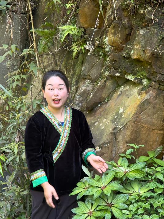 落地梅又叫追风伞｜民间好用的草 追风伞，又名惊风伞、一把伞、公接骨丹