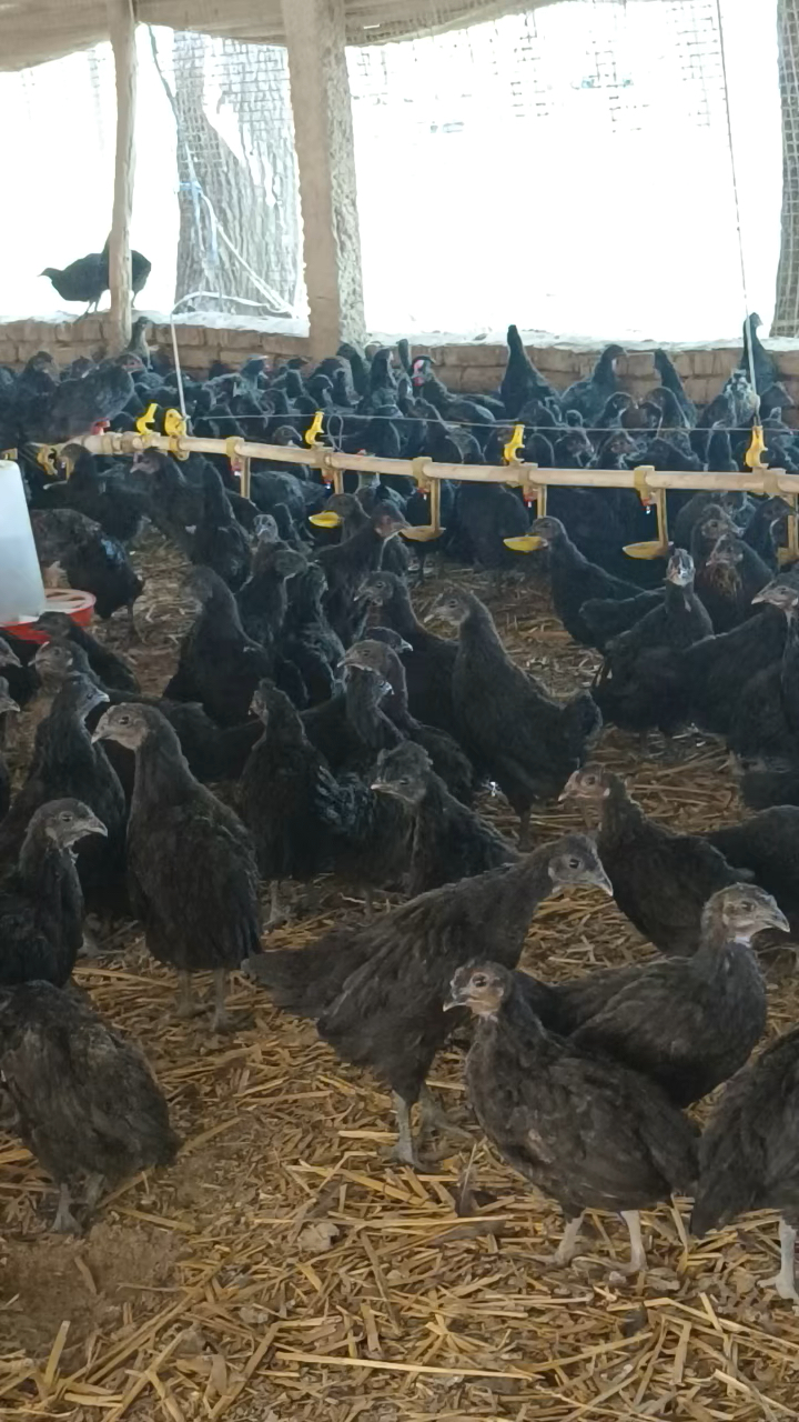 250克左右下绿壳蛋的五黑鸡苗