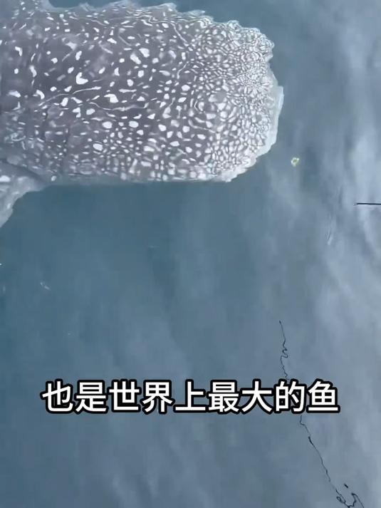 从明朝活到现在的睡鲨?带你认识13种鲨鱼!