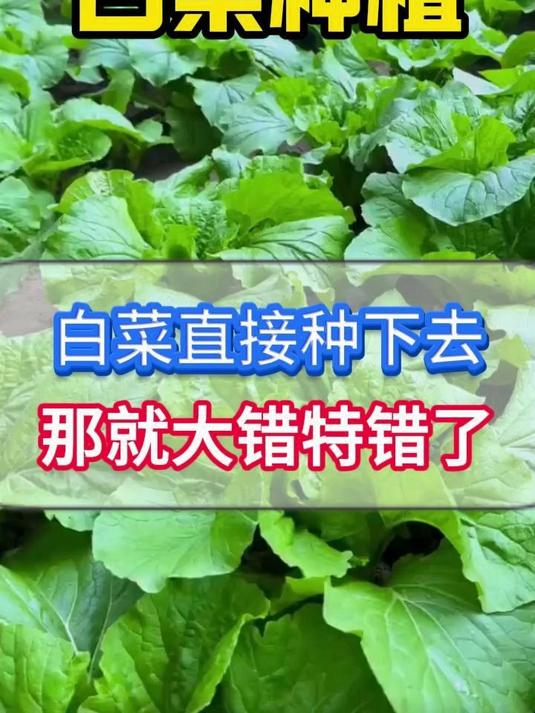 白菜种子直接种下去大错特错