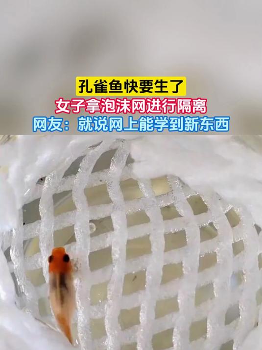 孔雀鱼快要生了,女子拿泡沫网进行隔离,网友:就说网上能学到新东西