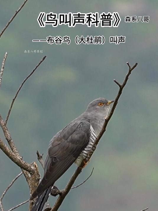 布谷鸟的叫声,每年割麦插秧的时候就会出现,童年最熟悉的声音